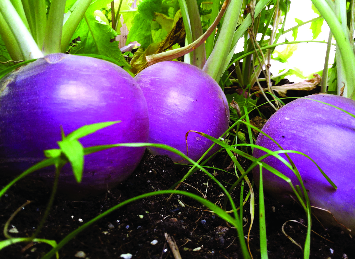 Turnips, a local favorite because the cold soil makes them grow sweet, are eaten with seal oil. (photo by Seth Kantner)