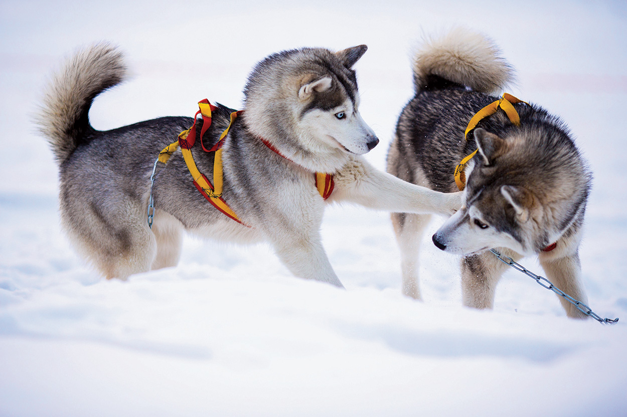 Cute Sled Dog Names