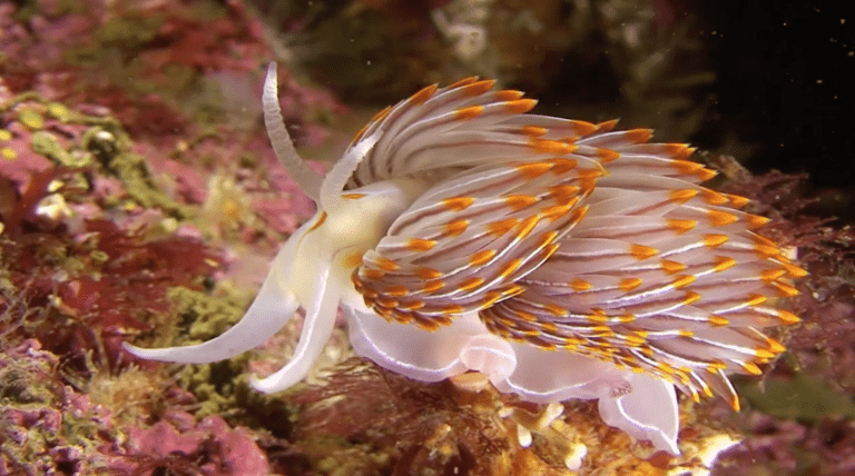 Alaska Underwater World