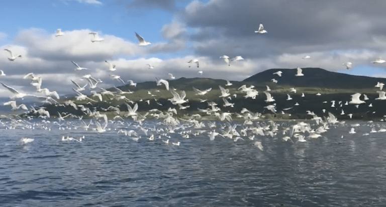 ALASKA 1-HD