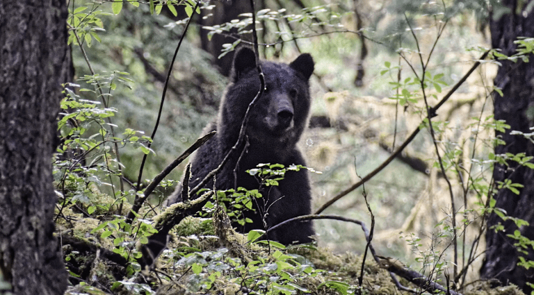 Young Alaskan Brown Bear