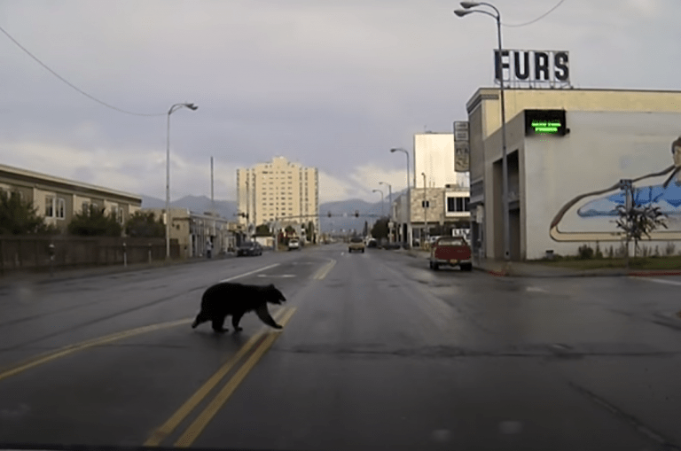 APD Patrols Bear in Downtown Anchorage