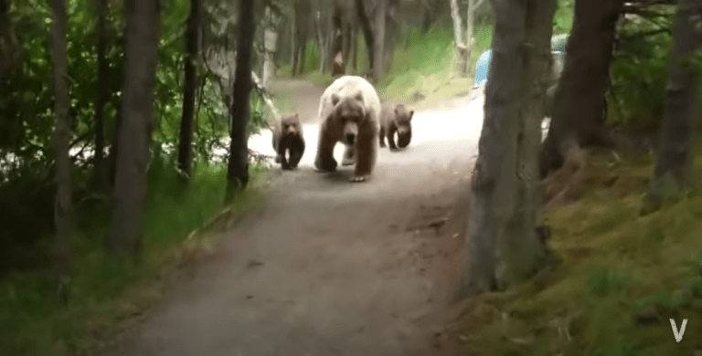 Bear and Two Cubs Follow Hiker