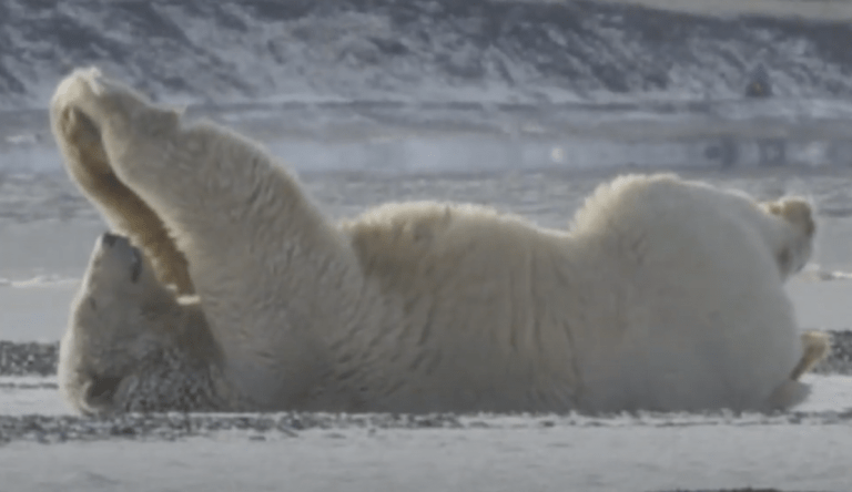 Polar Bear Yoga