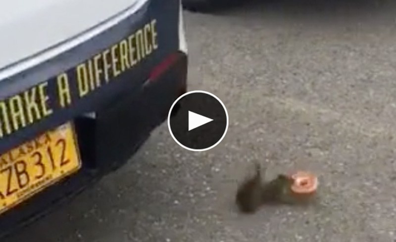 Squirrel Steals Doughnut from Alaska Police