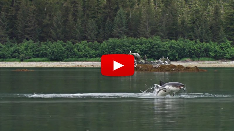Alaska’s Deadly Sharks
