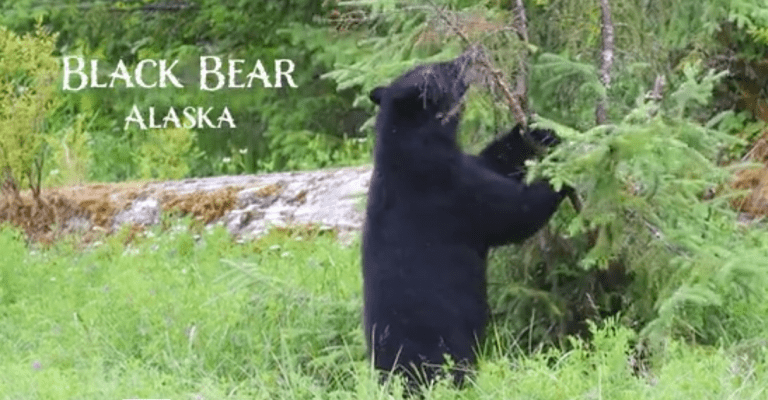 Black Bear Scratch – Alaska