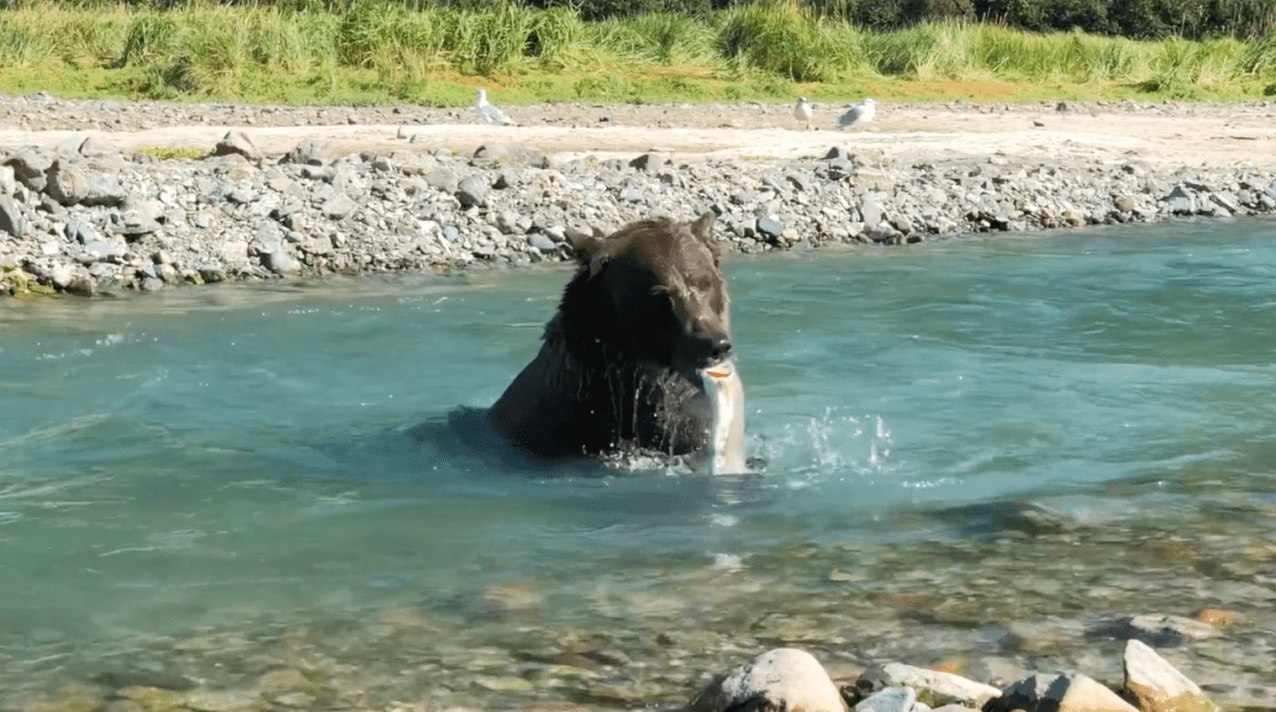 Successful Fishing Bear