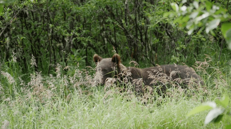 Bears in Cordova, Alaska