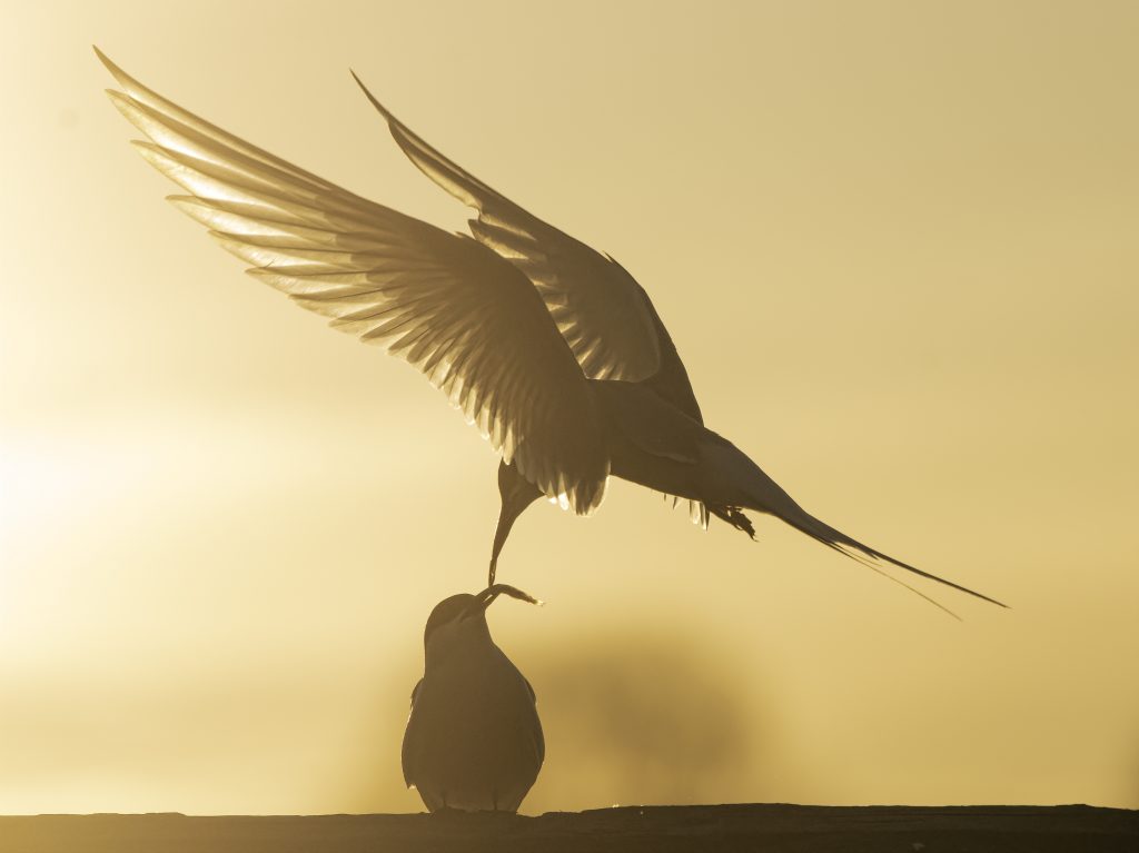 An arctic tern delivering fish to another arctic tern backlit by setting sun.