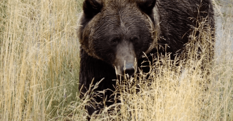 Alaska