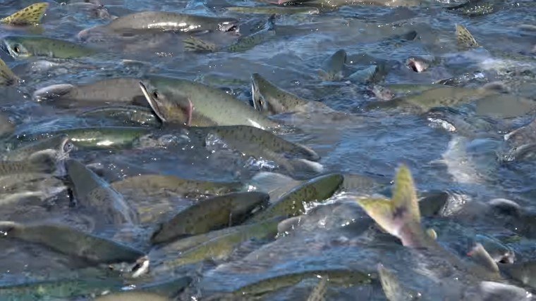 Alaska Magazine Valdez Salmon Run