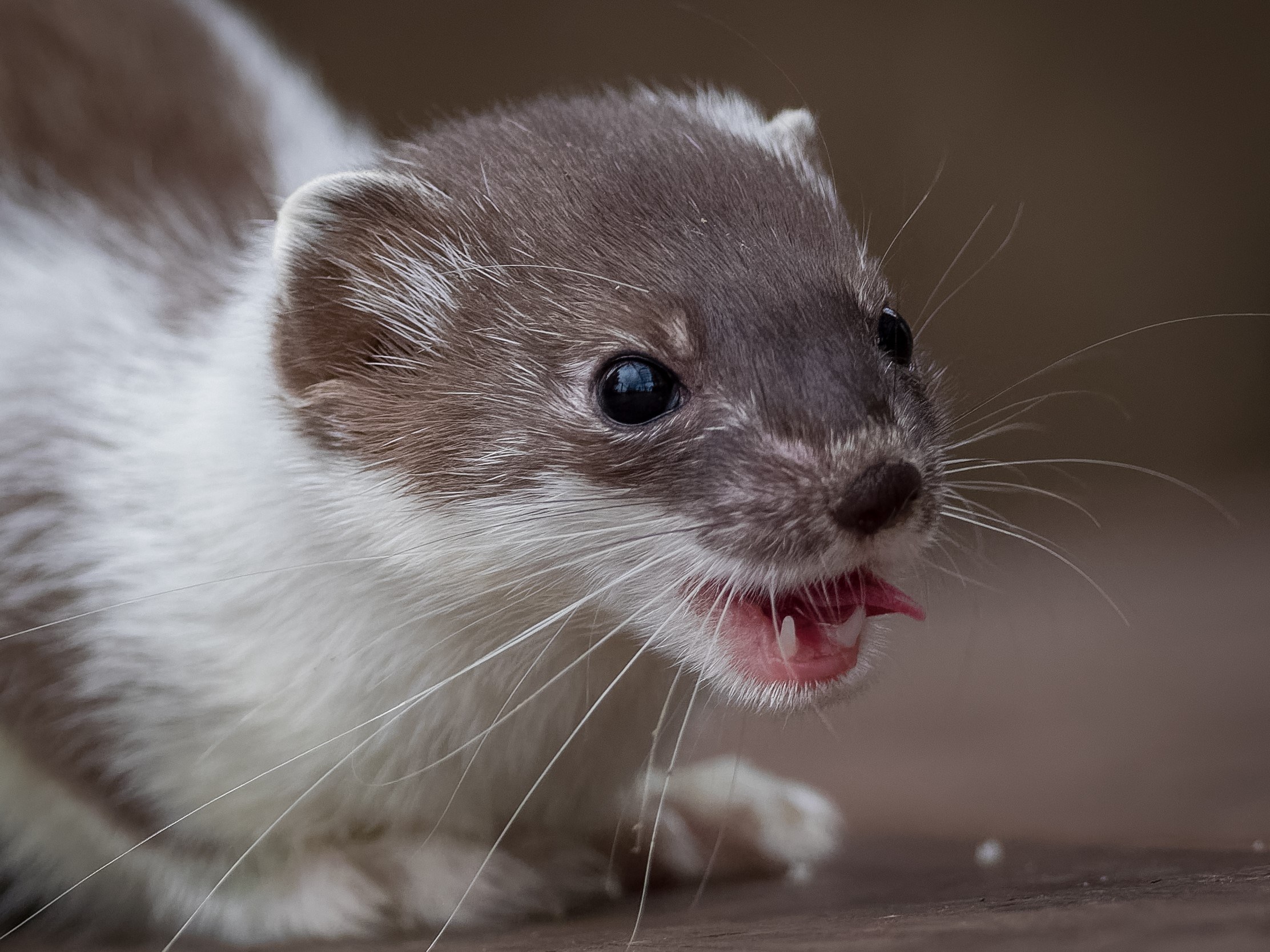 Alaska Magazine Close Encounters With Alaska Weasels 