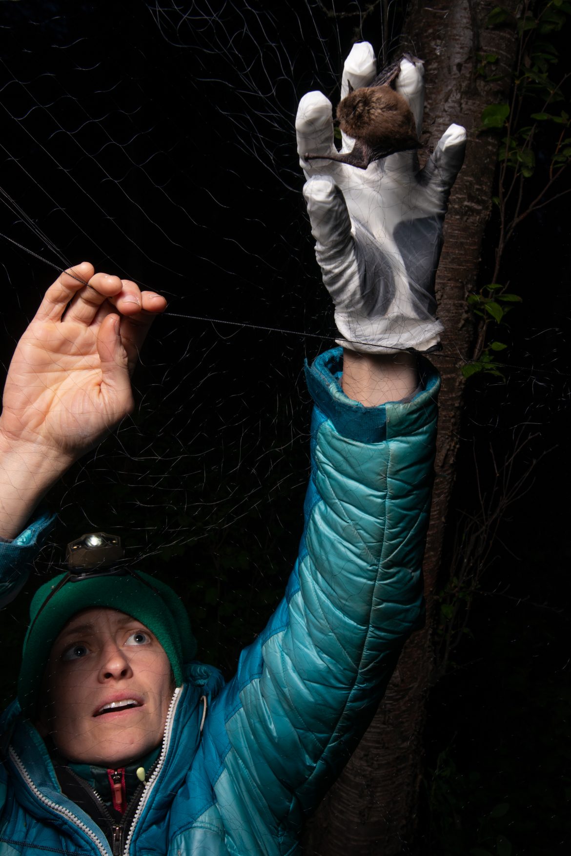 A woman in a blue coat pulls bat out of net with glove