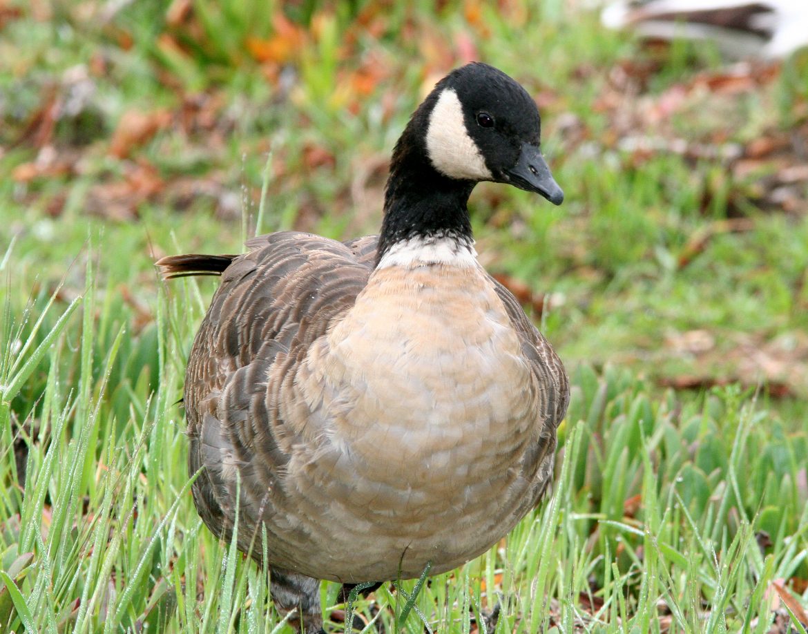 aleutian cackling goose stands in grass