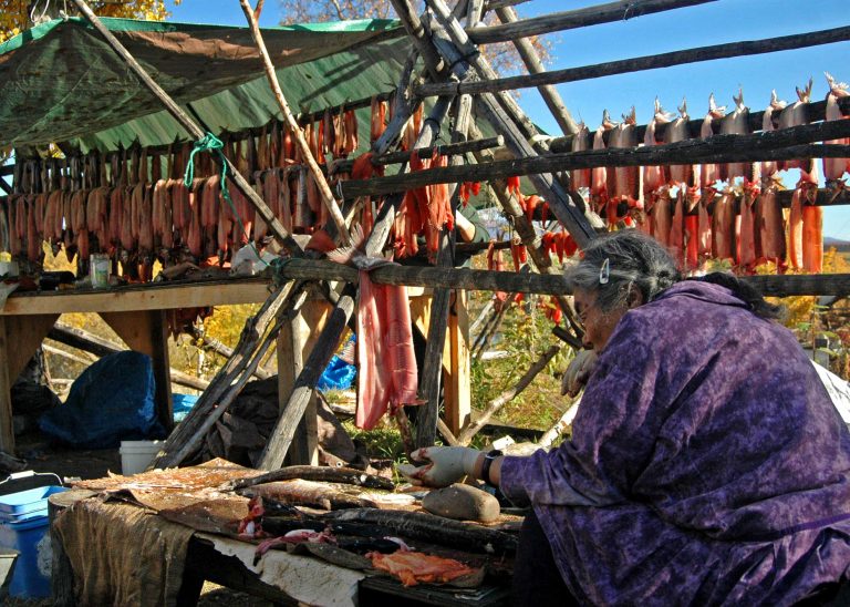 An Alaska Native woman dries fish