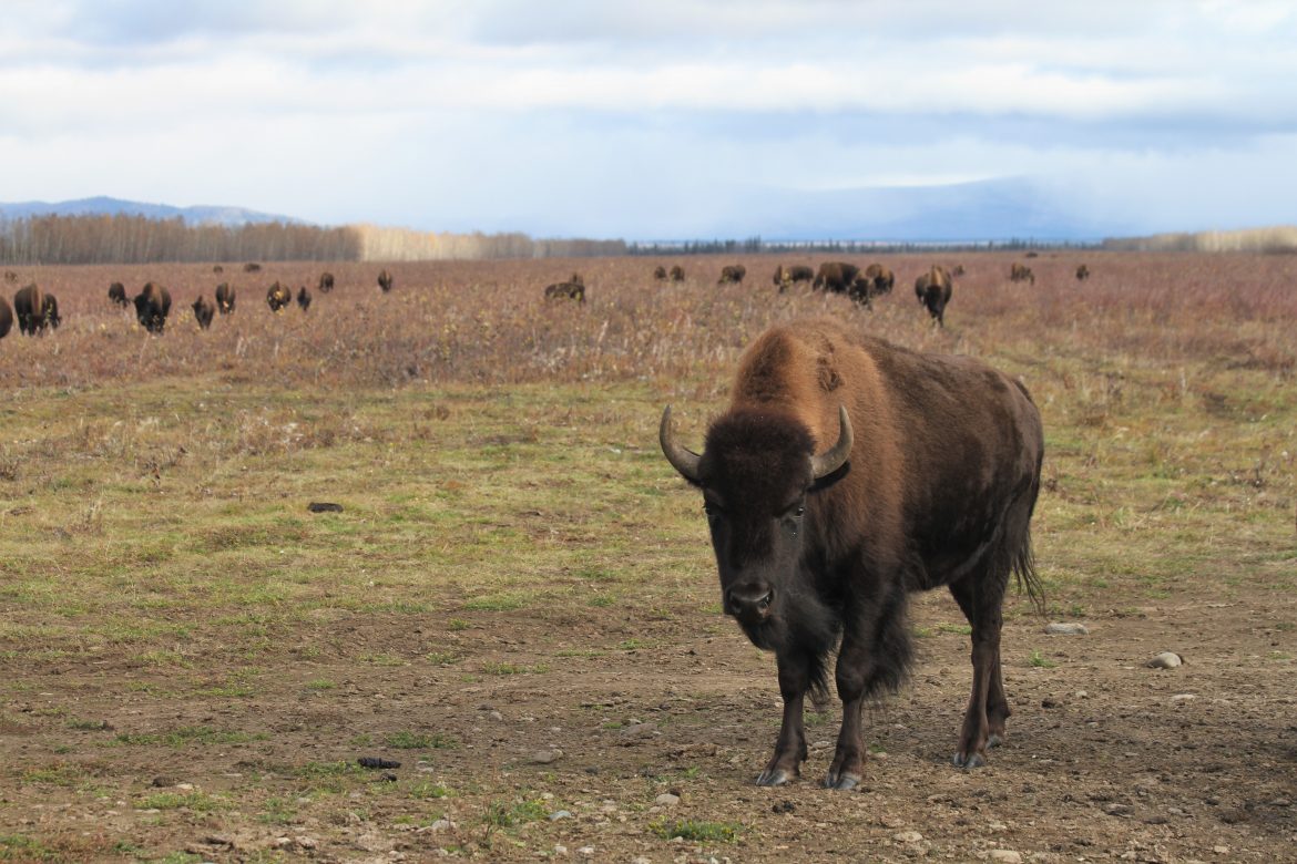 A bison at Stevens Village Ranch in the summer.