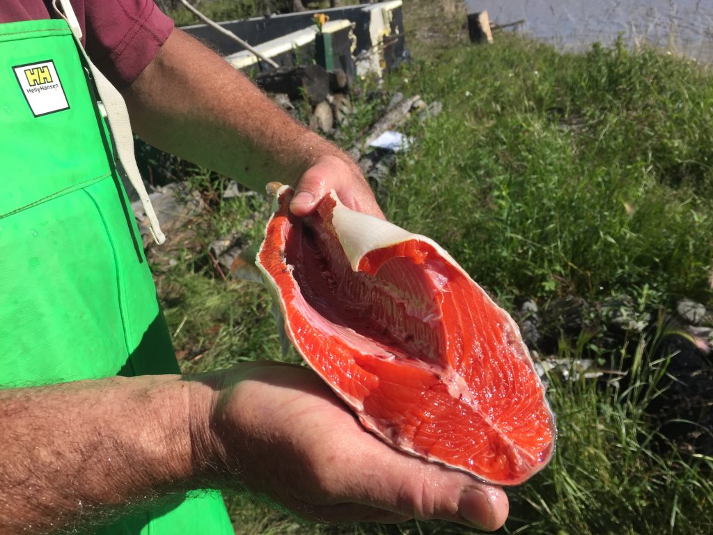 A filleted red salmon held by a fisherman