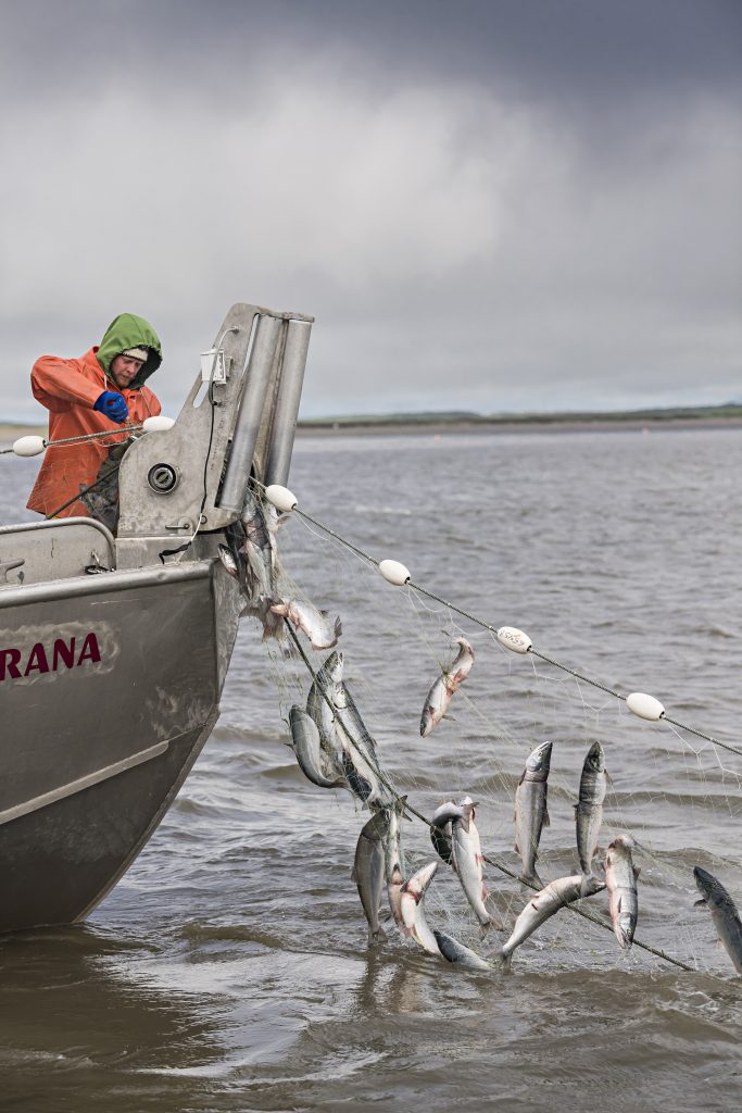 Crewmember pulls in a net full of sockeye salmon.