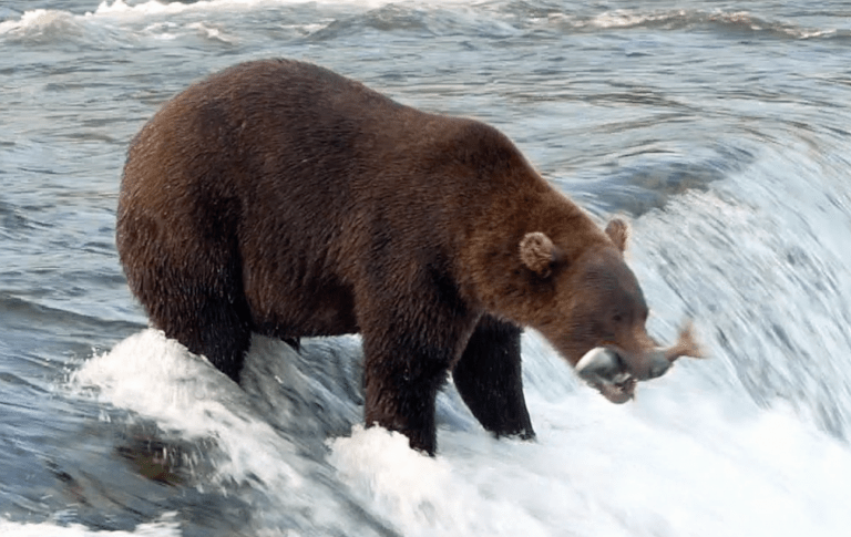 Katmai Bears at Brooks Falls bear grabs salmon as it jumps up brooks falls