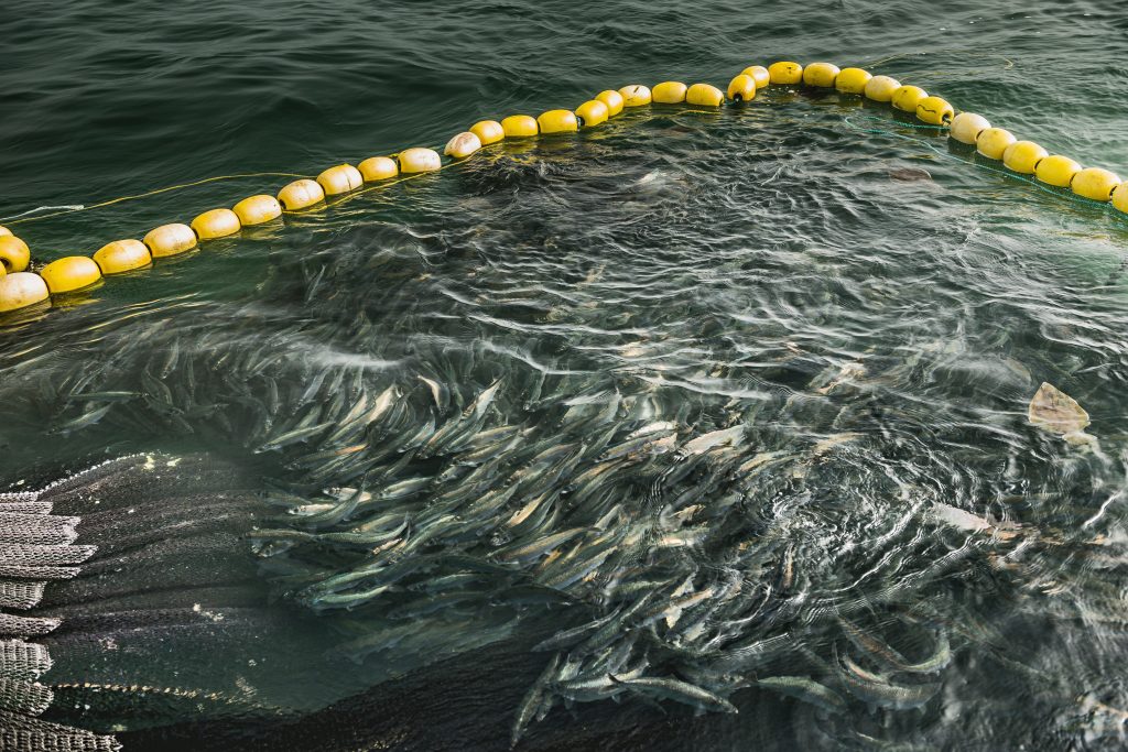 herring cluster near the surface as a net forces them in toward the boat