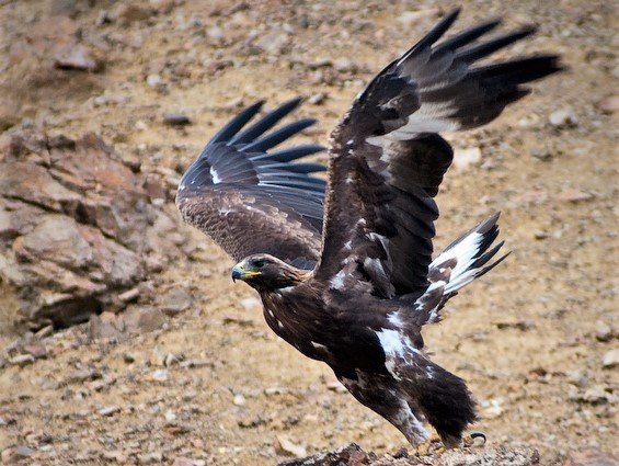 Golden eagle in Denali National Park