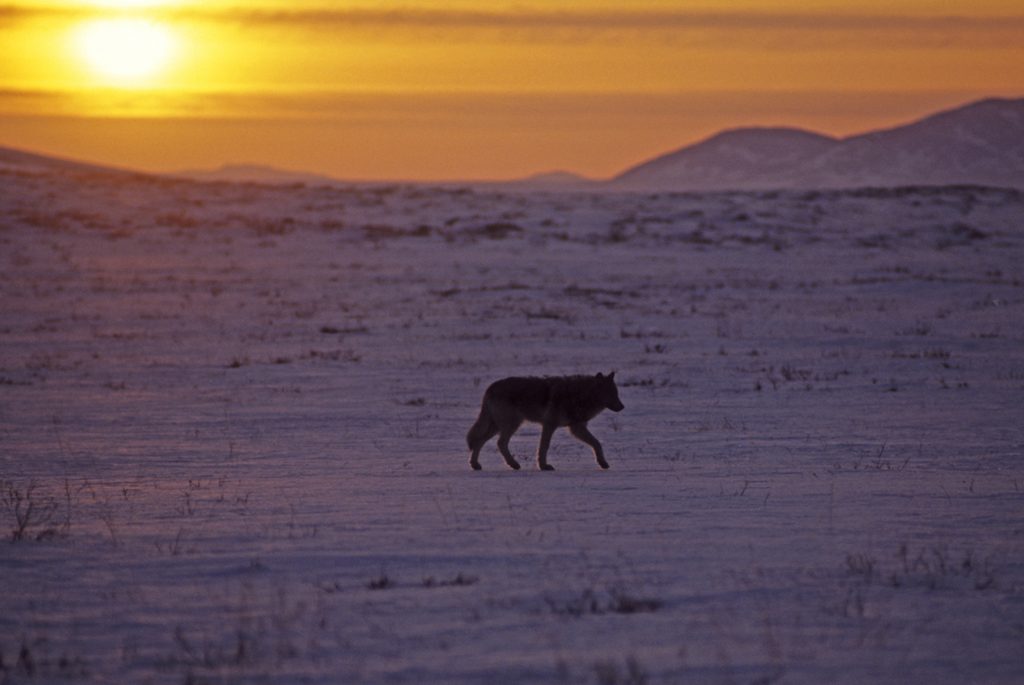 wolf trotting across snow with sun low in the sky