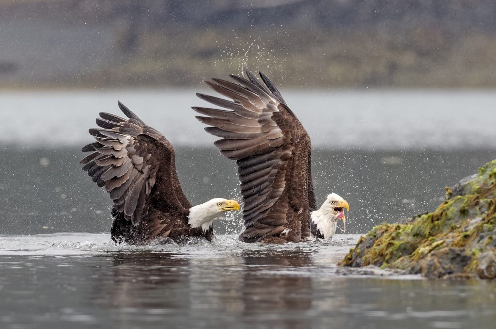 Two bald eagles near one another in the water of Kachemak Bay