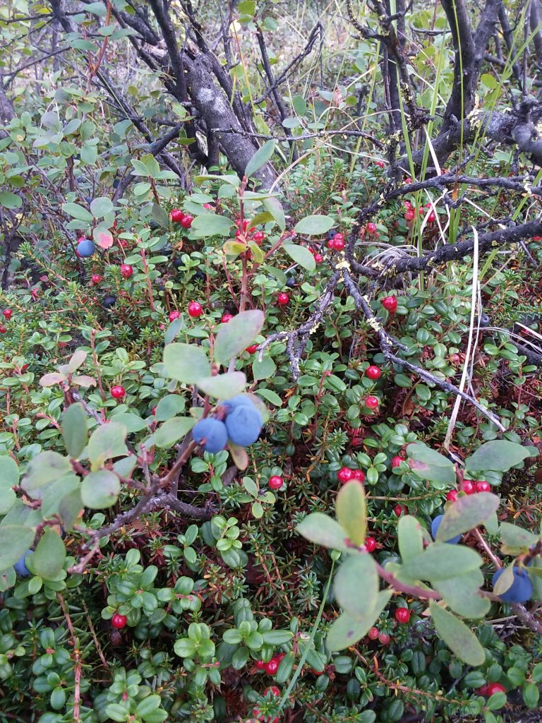 Close up of plants with blue and red berries
