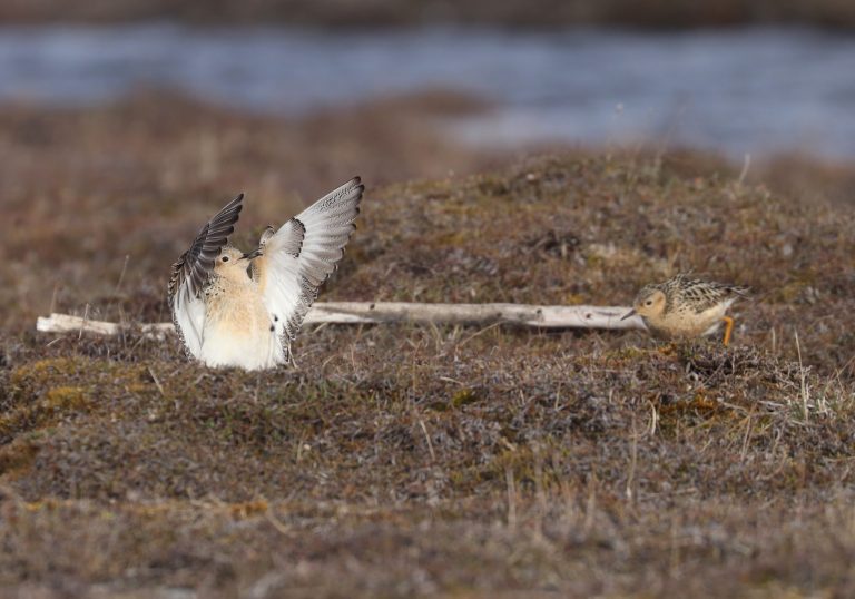 buff-breasted sandpiper Arctic National Wildlife Refuge