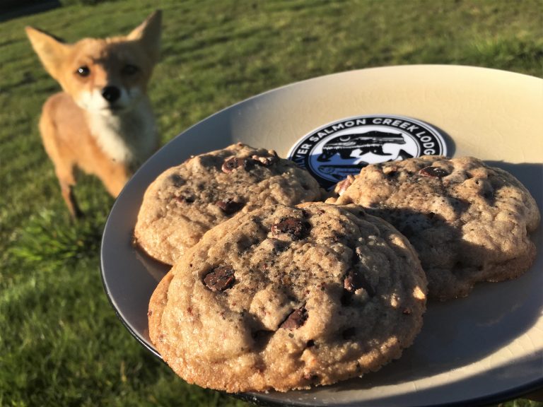 Red fox approaching a plate of cookies held out