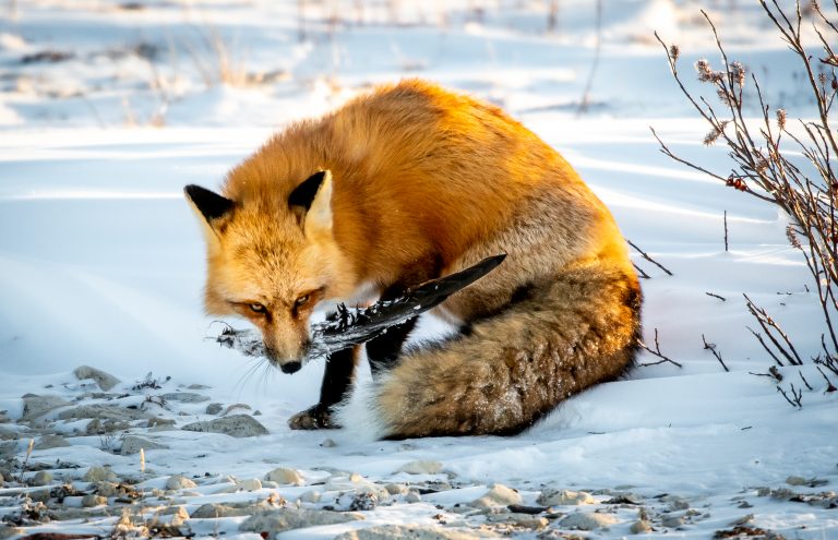 Alaska Magazine | Is This the End of the Arctic Fox?