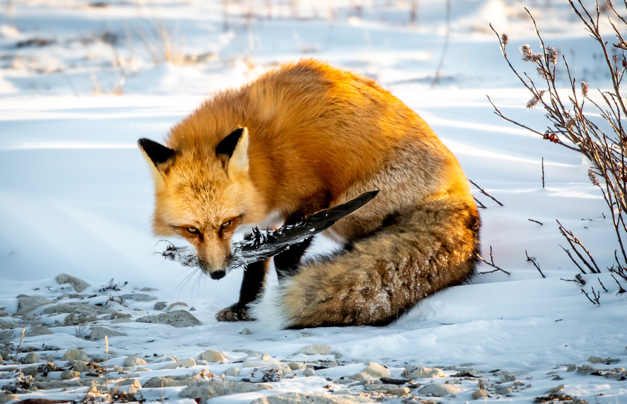 arctic fox in the tundra