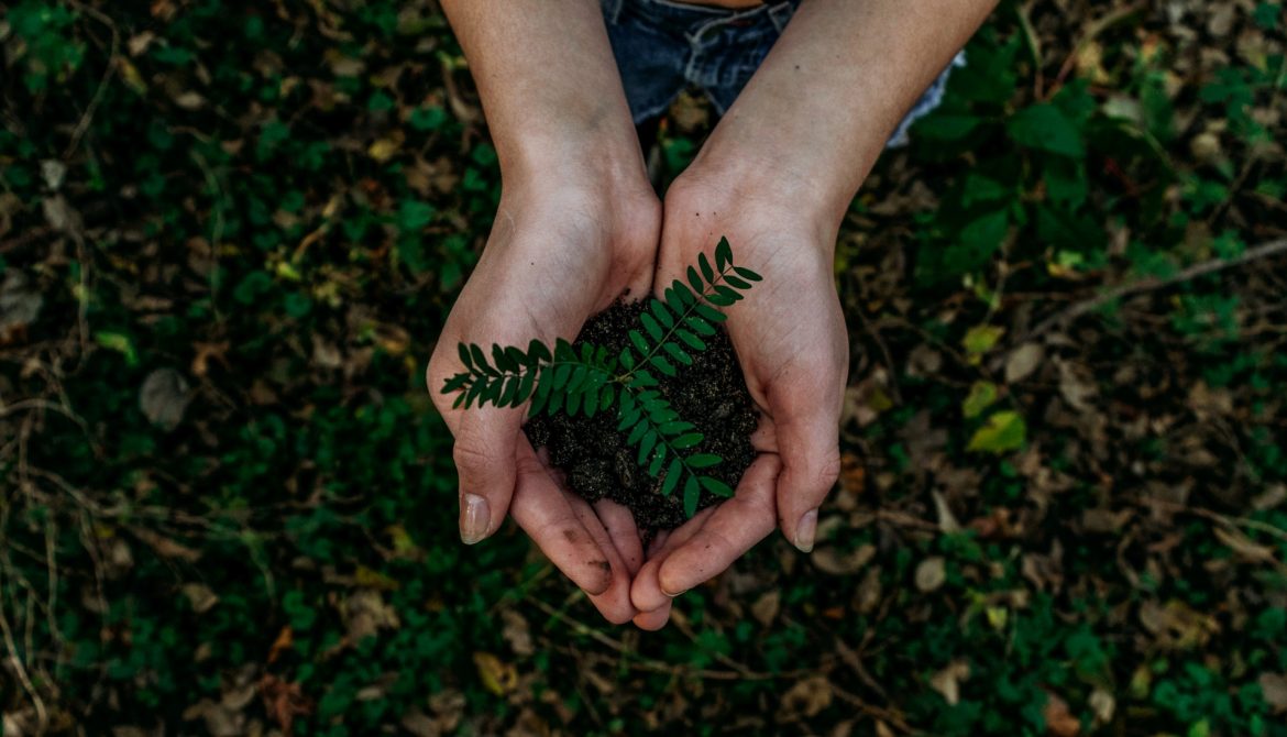 Hands hold a seedling ready to plant