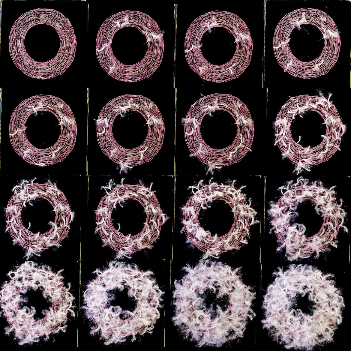 series of wreaths made from fireweed seedpods, progressing from none opened to all opened and fluffy