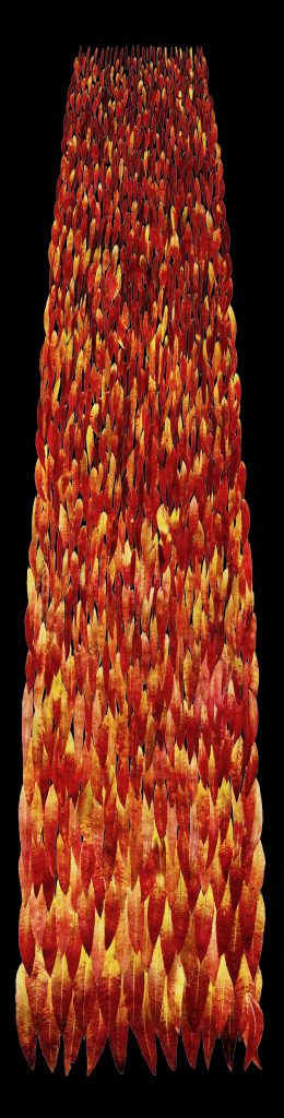 quilt of red fireweed leaves on black background