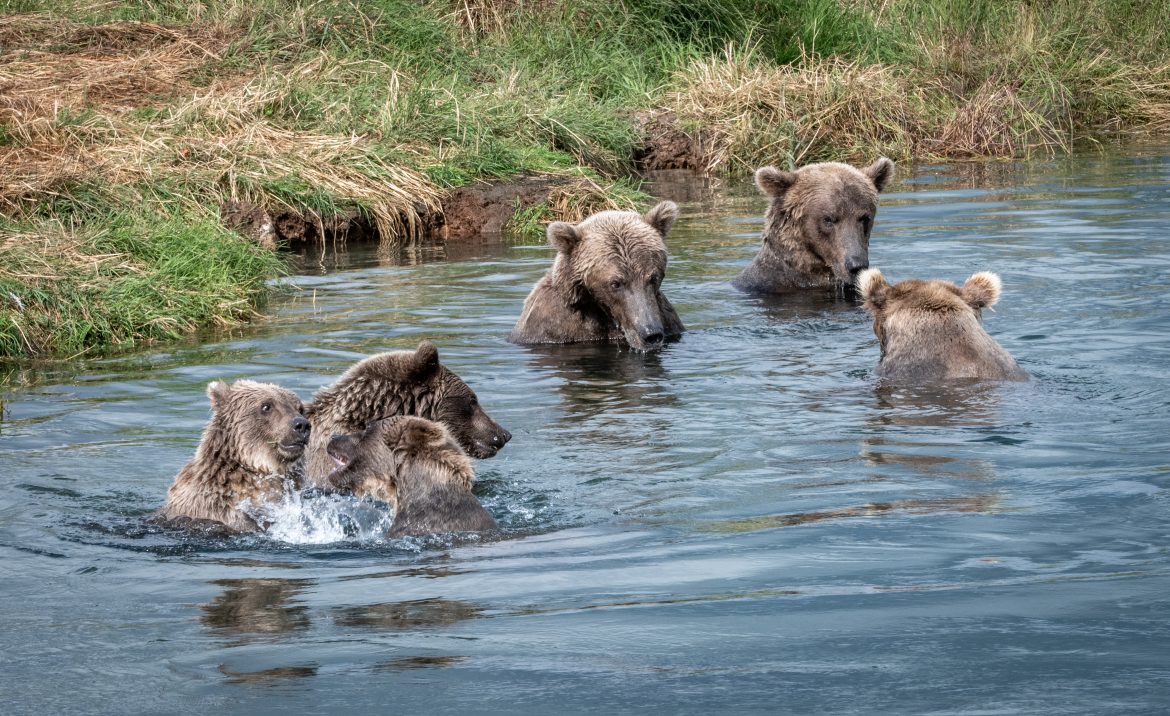 Four bears in the water at Katmai