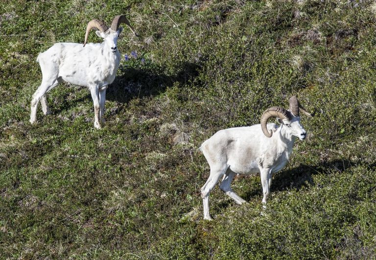 Sheep Hunters have Short Memories Dall sheep rams