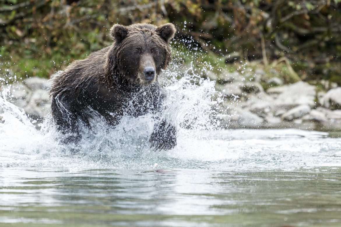 Bear leaping for salmon in Crescent Lake