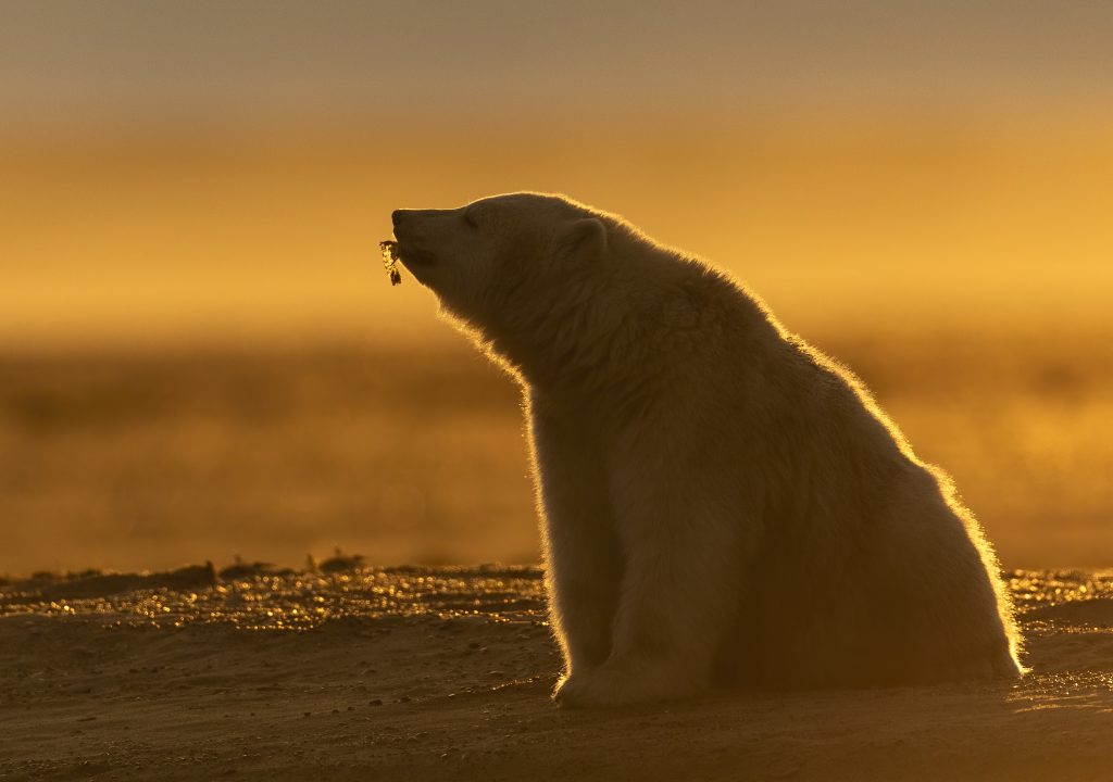 sunset colors backlight a small polar bear cub that sits and hold a piece of kelp in its mouth