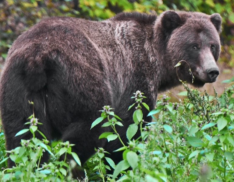 Male bear amid green foliage near Nick Jans' home