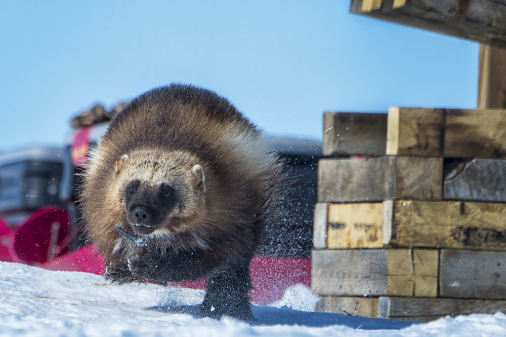 Wolverine runs full tilt after being released from a trap