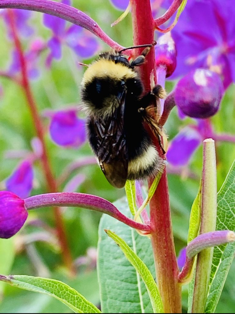 Close on a bumblebee hanging on to the stock of a fireweed plant