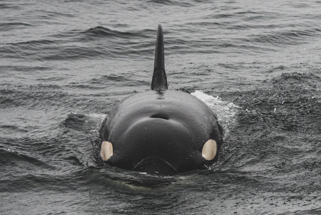Killer whale at surface swimming straight toward photographer