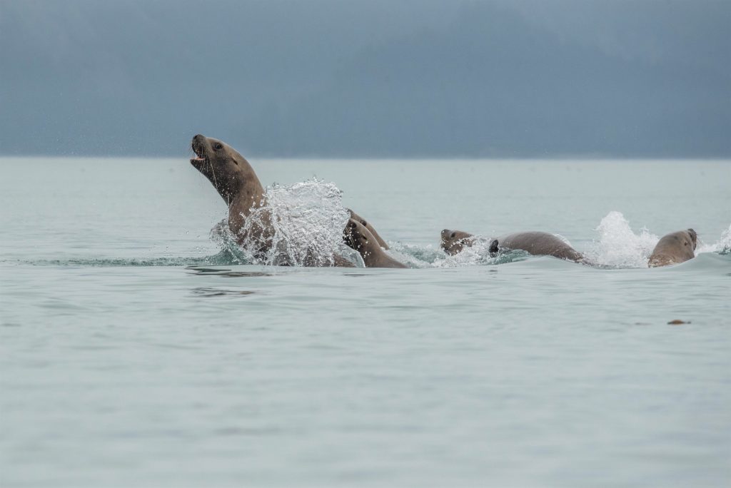 Sea lions leaping out the surface