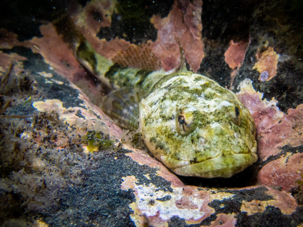Mottled green and flattened, a sculpin fish rests on a rock
