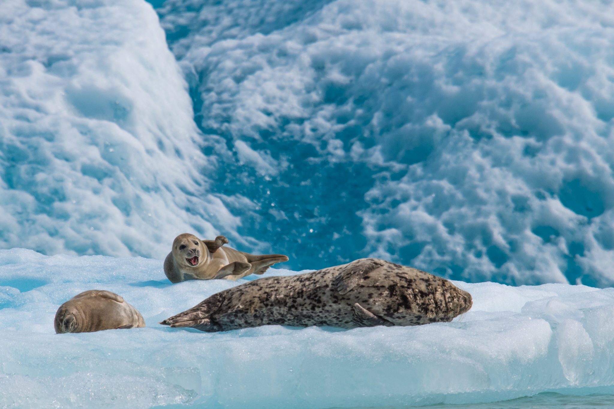 Alaska Magazine | Sea Life in Southeast