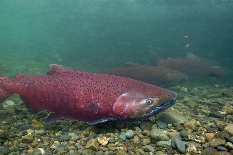 Red Chinook Salmon swim up Ship Creek in Anchorage in this underwater photo