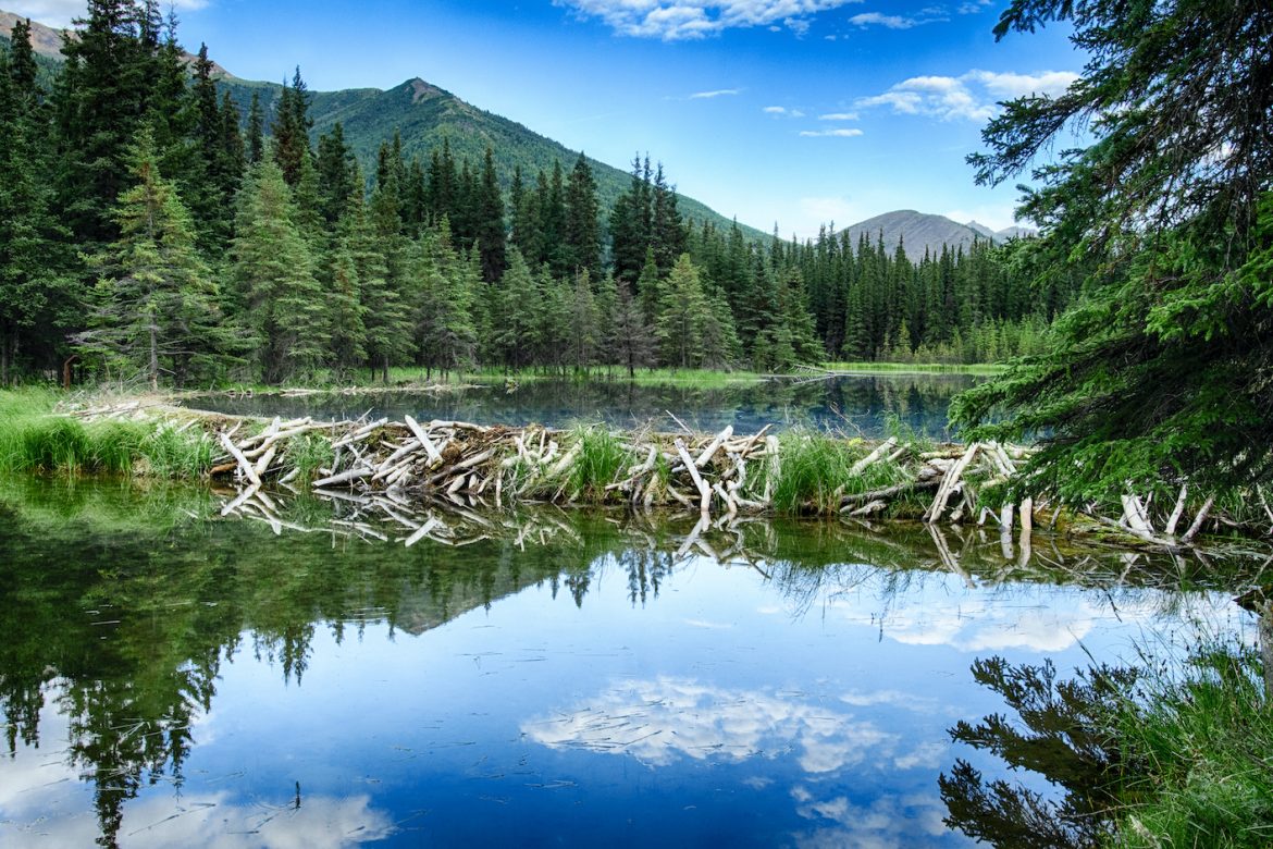 A beaver dam stretches across Horseshoe Lake in Denali National Park on a sunny day