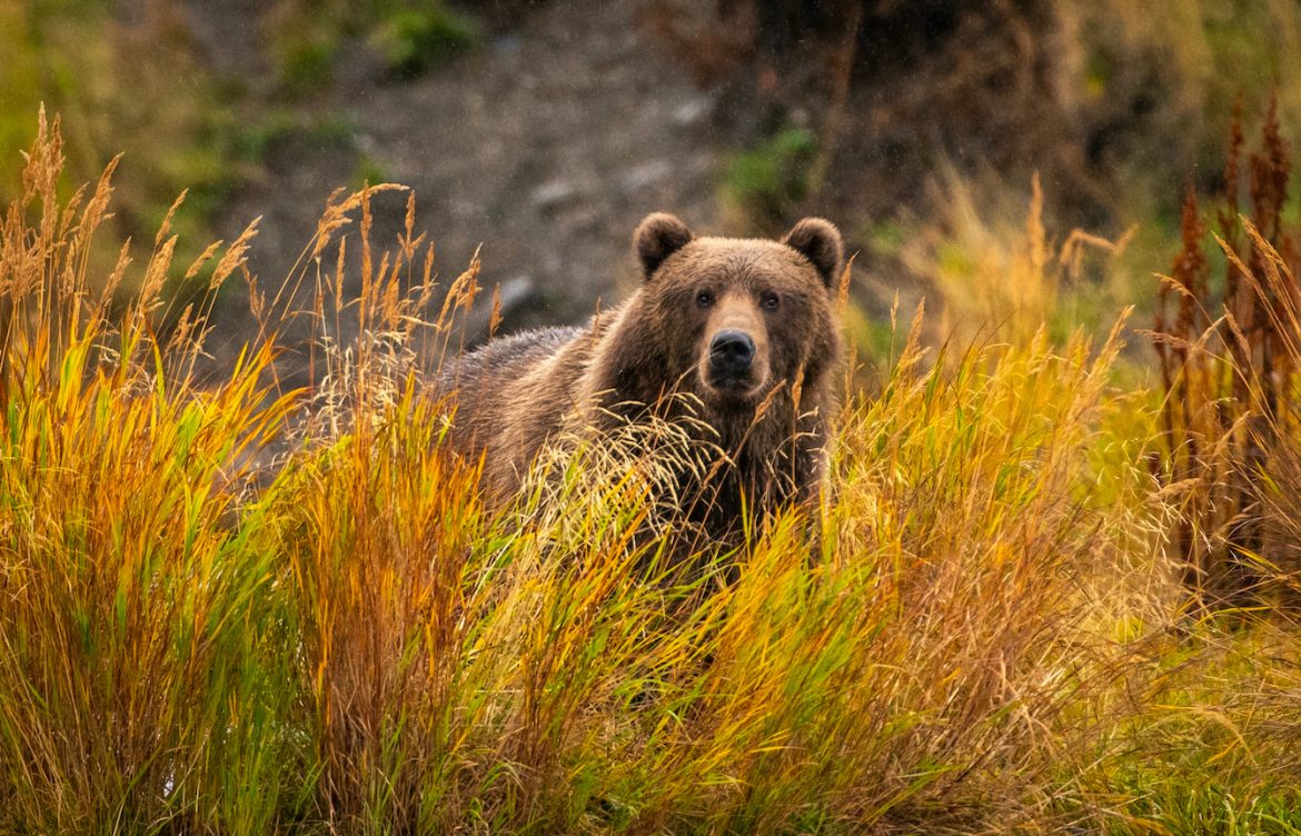 A Kodiak Brown Bear looking at the camera and partially obscured by grass